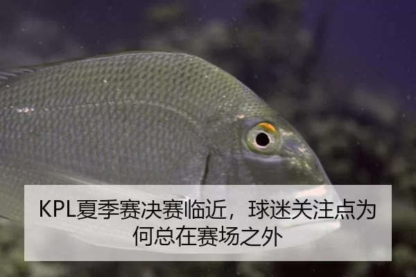 KPL夏季赛决赛临近，球迷关注点为何总在赛场之外